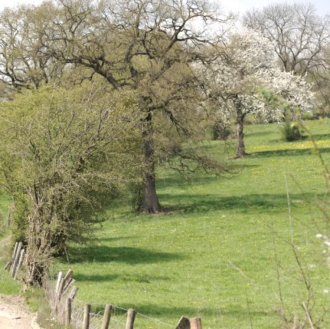 Hiking on a slope, © Tourismusagentur Ostbelgien
