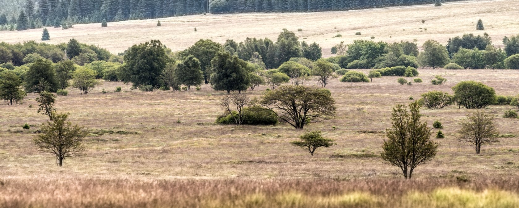 Hohes Venn, © vennbahn.eu