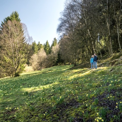 Narzissenblüte am Perlenbachtal, © StädteRegion Aachen