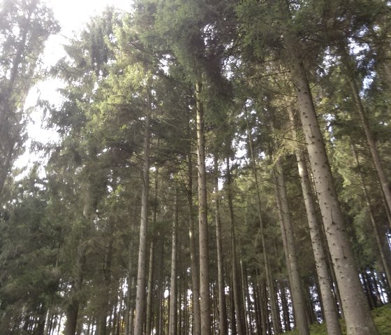 Wanderweg durch den Wald, © StädteRegion Aachen