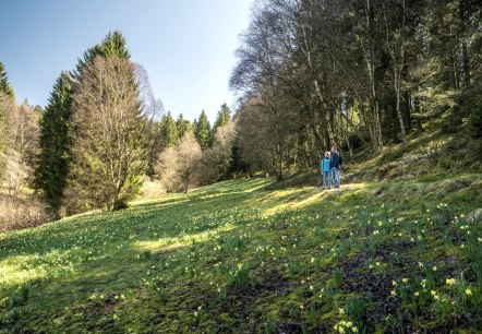 Narzissenblüte am Perlenbachtal, © StädteRegion Aachen