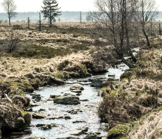 Hochmoor Hohes Venn, © StädteRegion Aachen