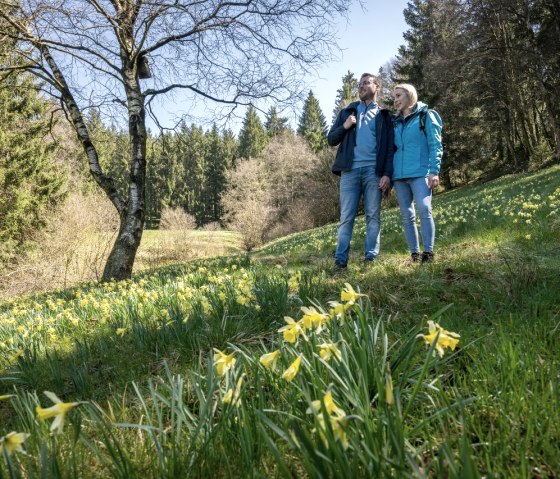 Narzissenblüte am Perlenbachtal, © Eifel Tourismus GmbH