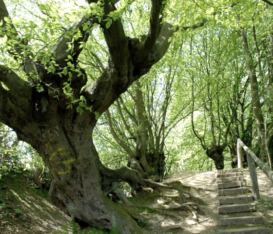 Kopfbuchen Aachener Wald, © Andrea Borowski