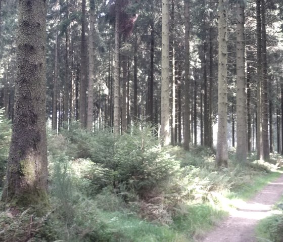 Wanderweg durch den Wald, © StädteRegion Aachen