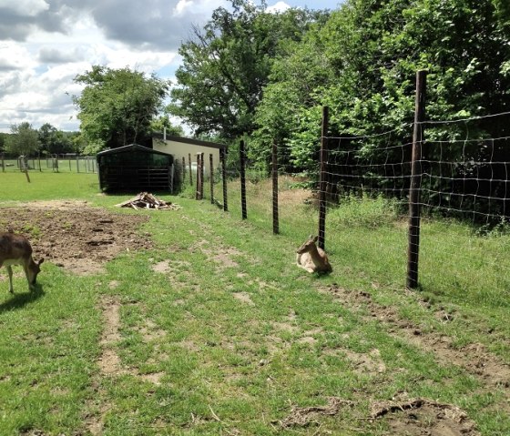 Wildlife enclosure of the animal shelter in the forest of Burgau Castle, © Kreis Düren