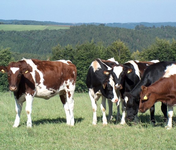 grasende Kühe bei Kesternich, © StädteRegion Aachen