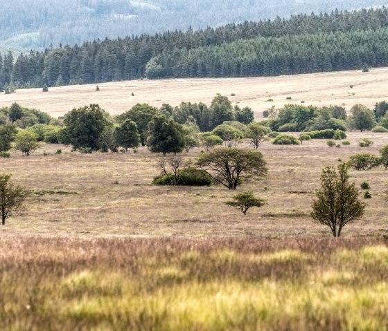 Hohes Venn bei Botrange