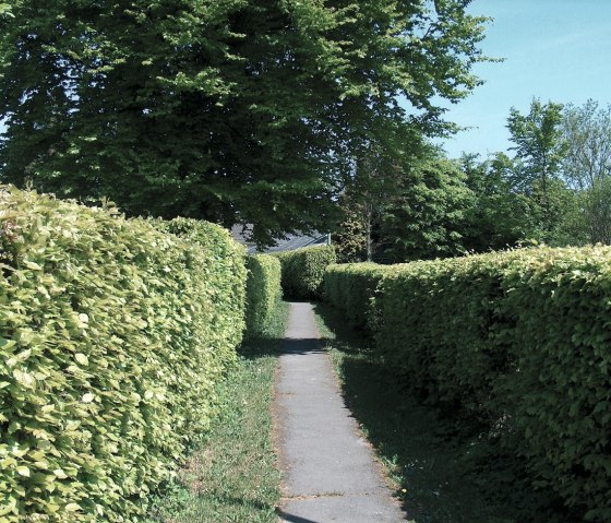 Buchenhecken, © StädteRegion Aachen