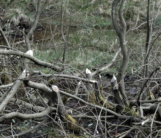 You can see the tracks of beavers particularly well in winter., © Biologische Station StädteRegion Aachen e.V.