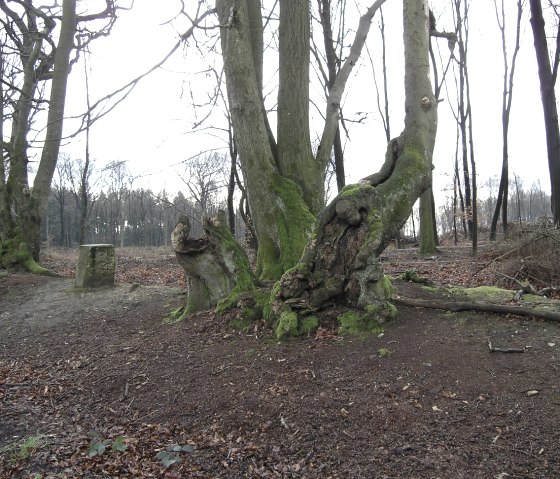 Adlerstein und Grenzbuchen auf dem Moresneter Weg/Aachener Landgraben, © Andrea Borowski