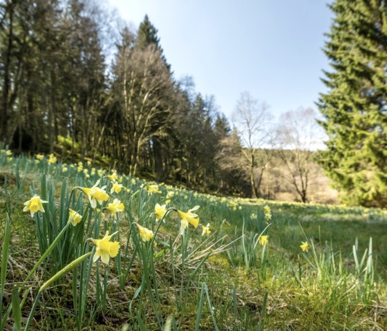 Narzissenblüte am Perlenbachtal, © StädteRegion Aachen