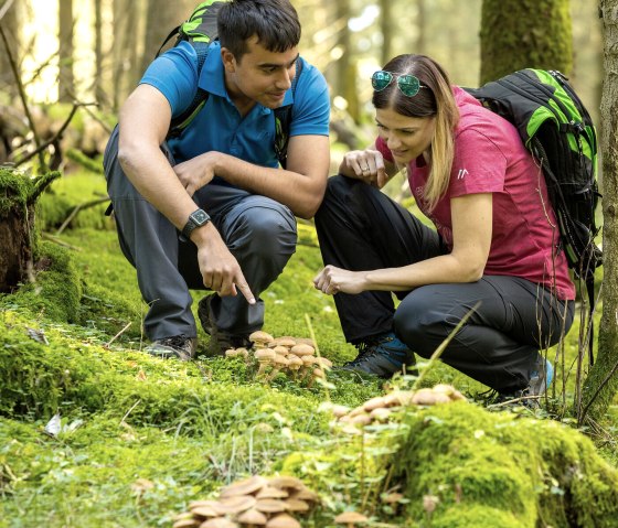 Informationen zur Natur, © Eifel-Tourismus GmbH, Dominik Ketz