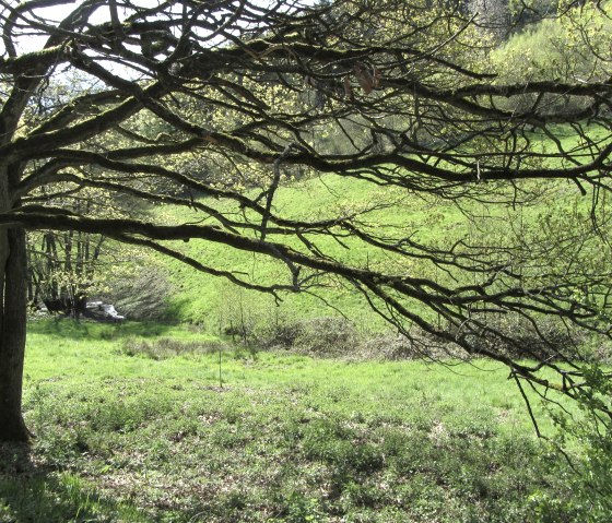 Eifel stream valley, © StädteRegion Aachen