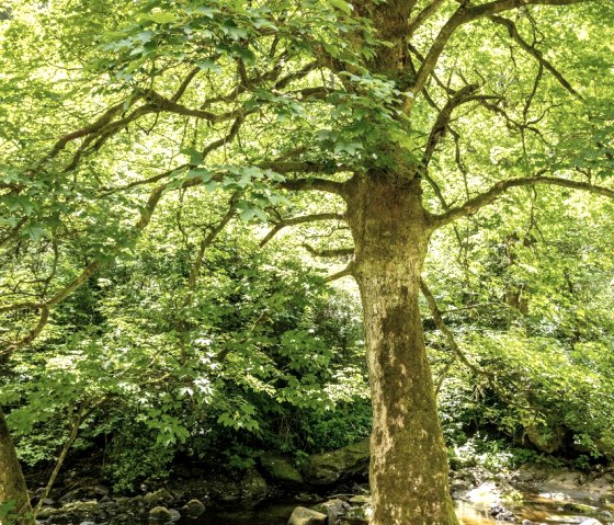 Rurtal bei Dreistegen, © Eifel Tourismus GmbH