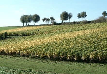 Wijngoed Fromberg, © Visit Zuid Limburg