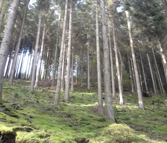 Nadelbäume im Tal der Warche, © StädteRegion Aachen