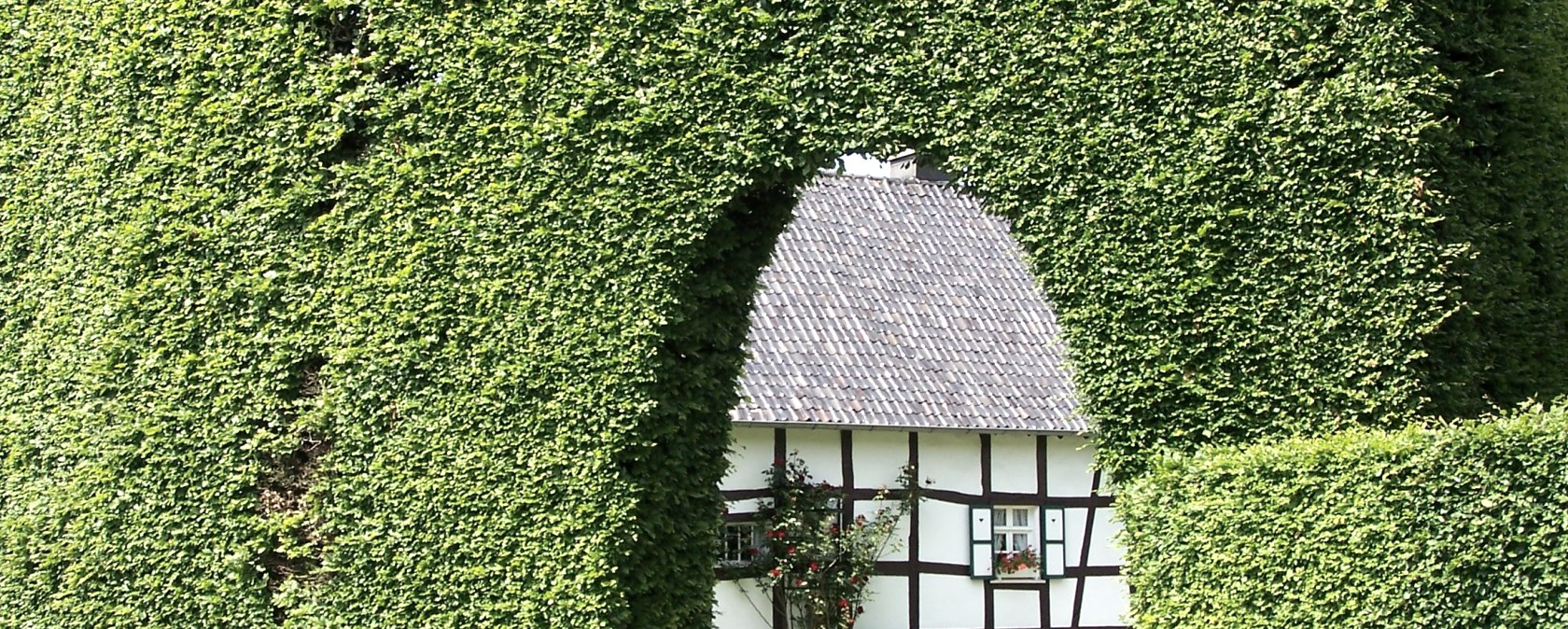 House hedge