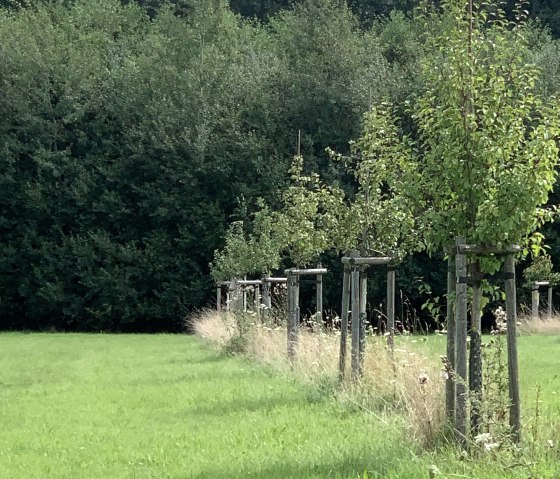 Streuobstwiesen, © StädteRegion Aachen