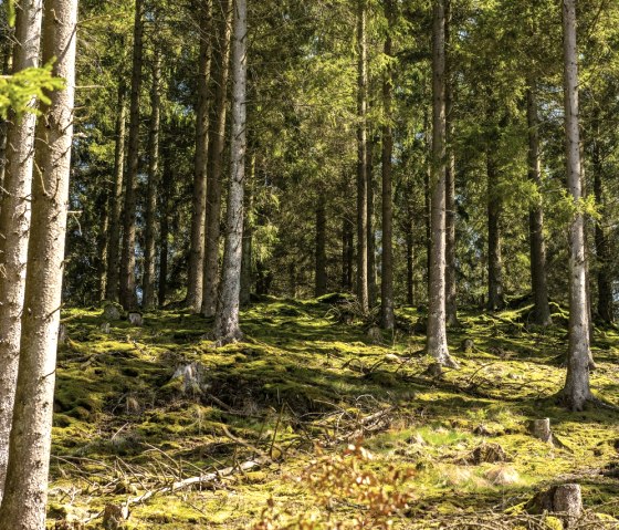 Narzissenblüte am Perlenbachtal, © StädteRegion Aachen