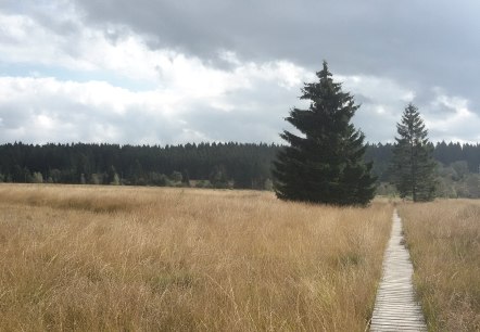 Steg im Hohen Venn, © StädteRegion Aachen