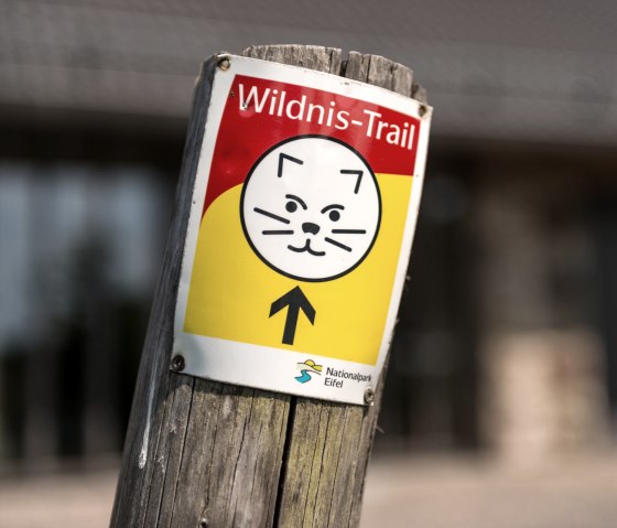 Wilderness trail markings in the Eifel National Park, © Eifel Tourismus GmbH, D. Ketz