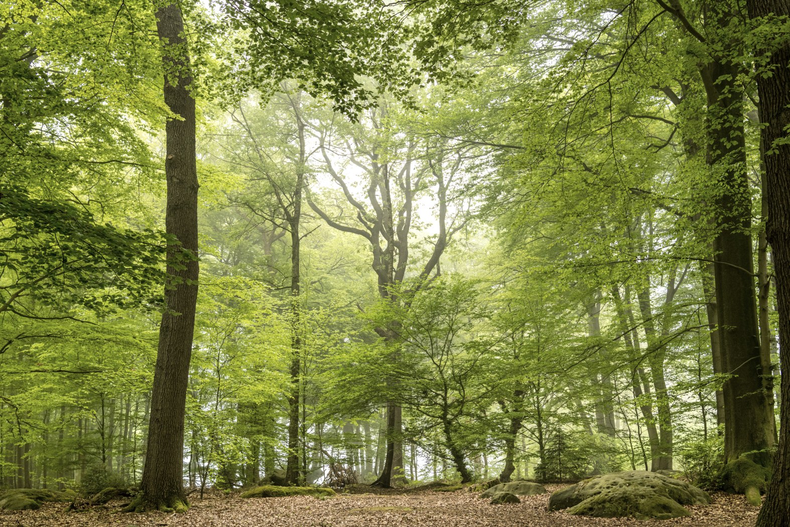 Aachener Wald, © Dominik Ketz