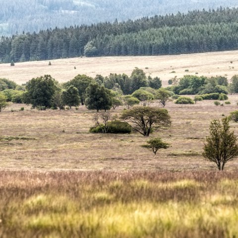 Hohes Venn, © vennbahn.eu