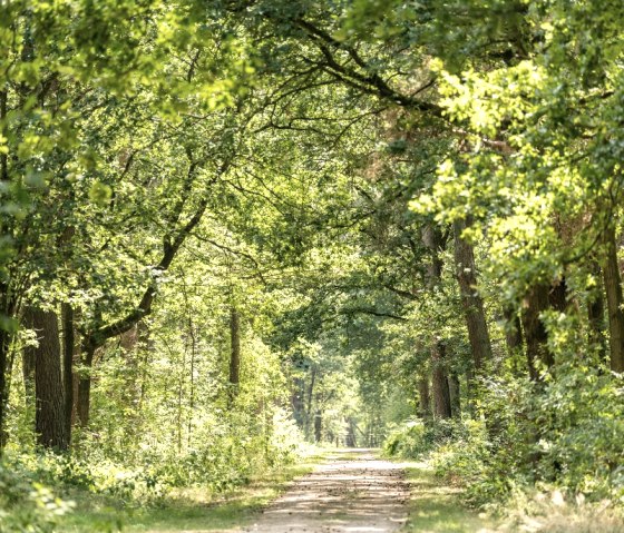 Schinveldse Bossen, © Grünmetropole e.V.