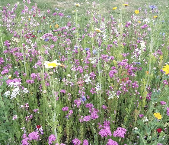 Wildflower meadow, © Monschau-Touristik