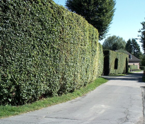 Flurhecken entlang des Weges, © StädteRegion Aachen