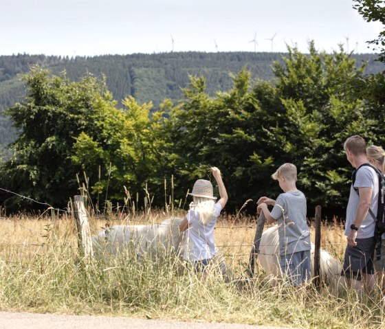 Flurheckenweg, © Eifel Tourismus GmbH