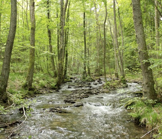 Alluvial forests are to develop again along the Wüstebach., © Nationalparkverwaltung Eifel