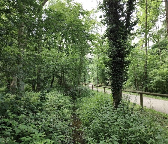 Wald von Schloss Burgau, © Kreis Düren