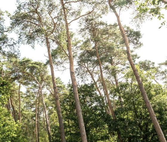 Schinveldse Bossen, © Grünmetropole e.V.