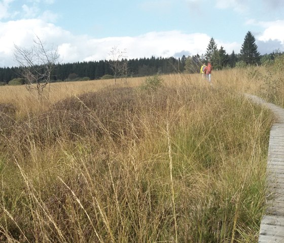 Steg im Hohen Venn, © StädteRegion Aachen