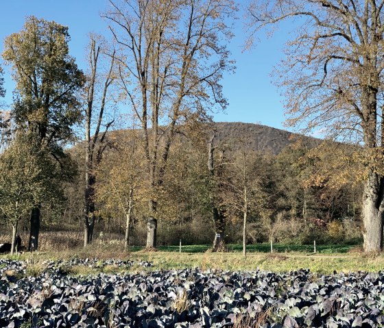 Rotkohlfeld, © StädteRegion Aachen